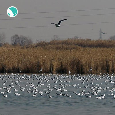 Where is Eshgh-abaad wetland?