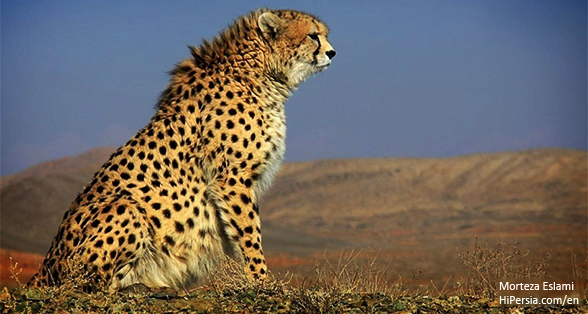 Persian Cheetah