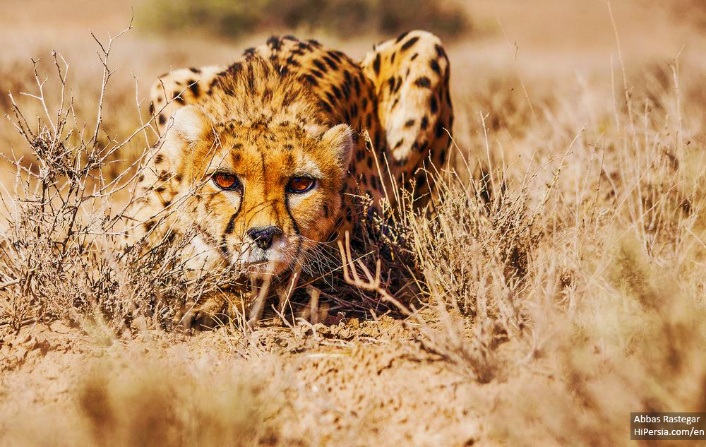 Asiatick cheetah