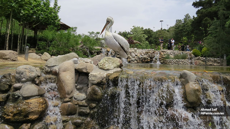 Tehran bird garden