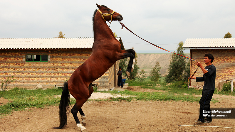 Turkoman horse
