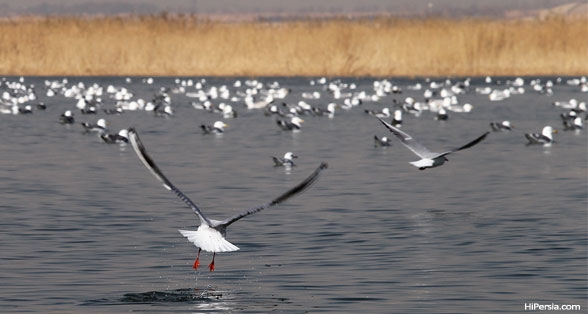 Where is Eshgh-abaad wetland?