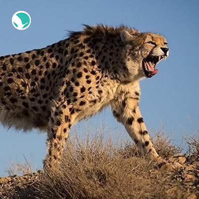 Asiatic Cheetah