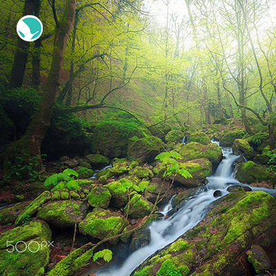 Caspian Hyrcanian mixed forests