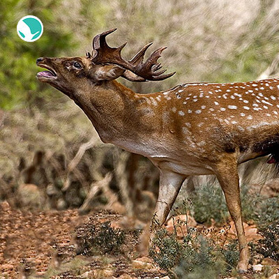 Persian fallow deer