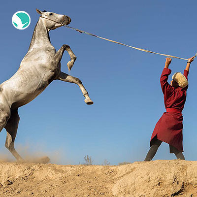 Turkoman horse