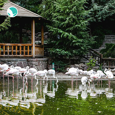 Tehran Birds Garden