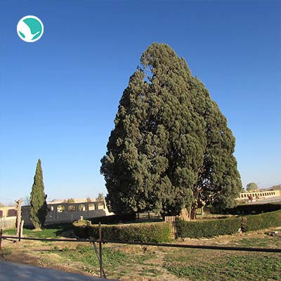 A 4000-year-old Tree