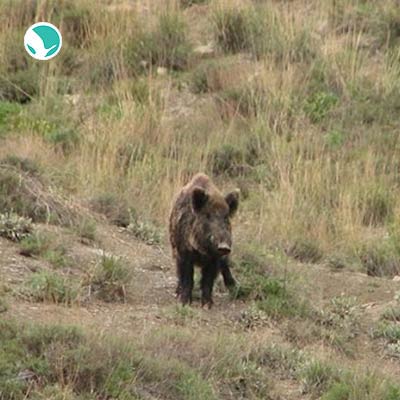 Sarigol Protected Area