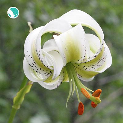 A flower you have never seen!