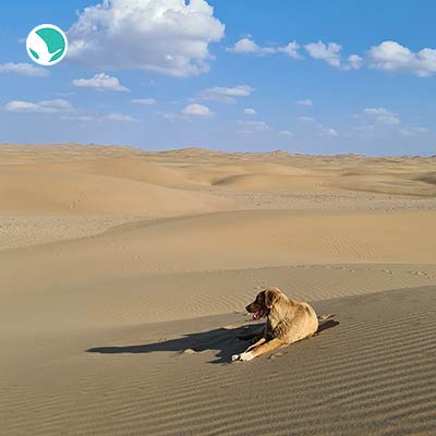 Touch the sky in the Maranjab Desert