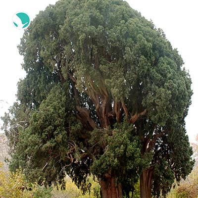 Age old twin trees