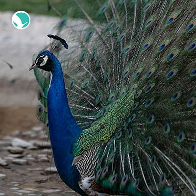 Isfahan Birds garden