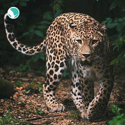 Persian leopard