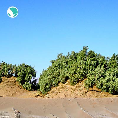 Nabkha Lut Desert