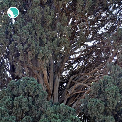 Harzevil Cypress