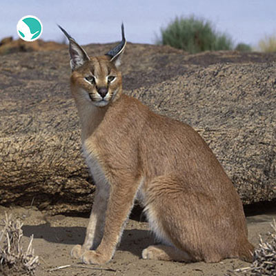 Kalmand Protected Area