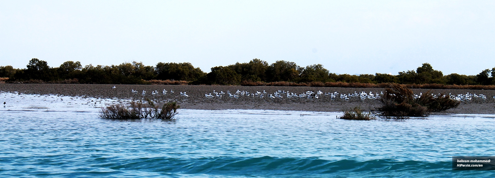 Qeshm's Green Gold