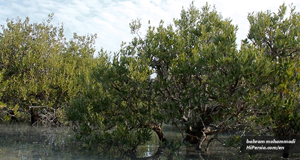 Qeshm's Green Gold