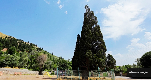 Harzevil Cypress