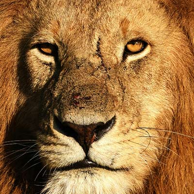 کنیا کجاست؟