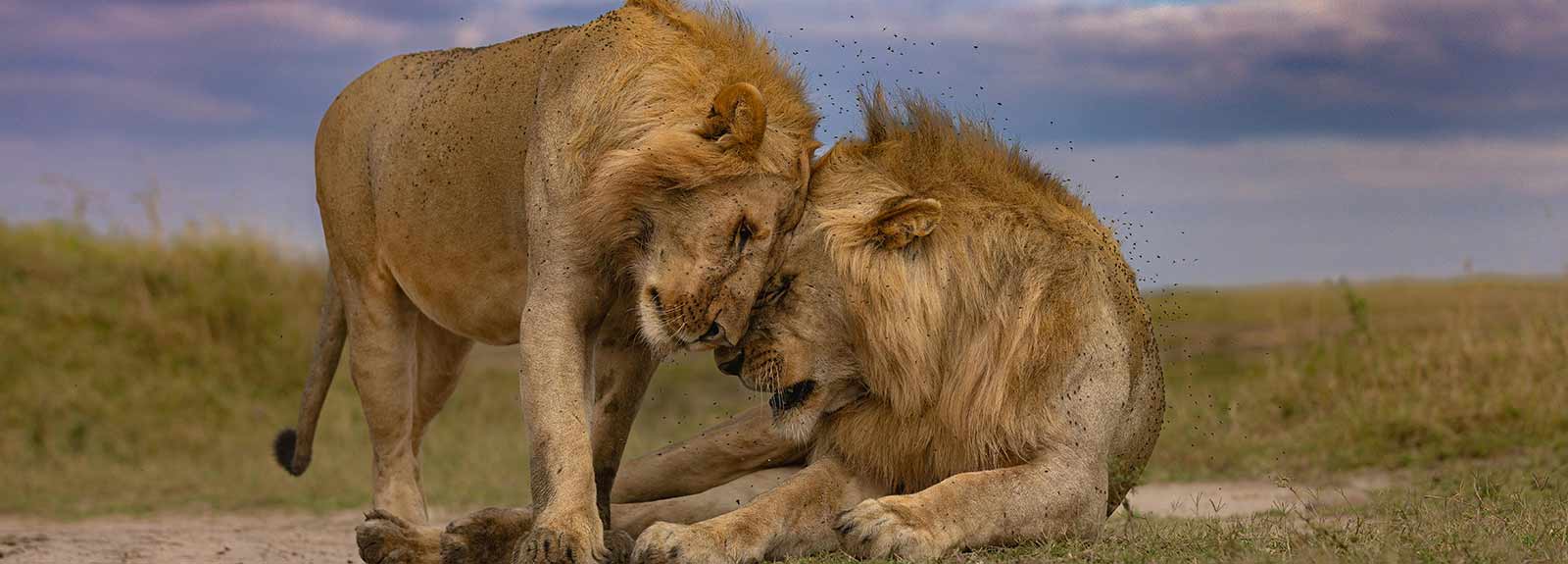 کنیا کجاست؟
