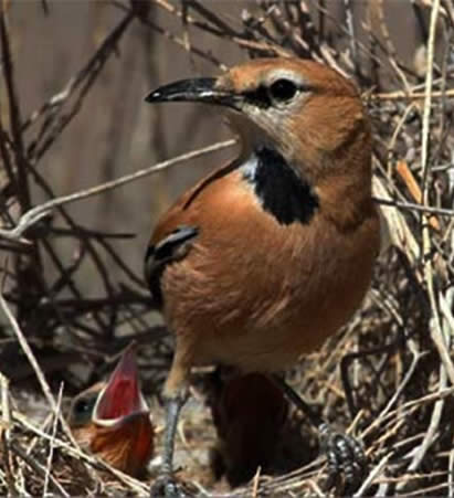 7 Days Birding Tour