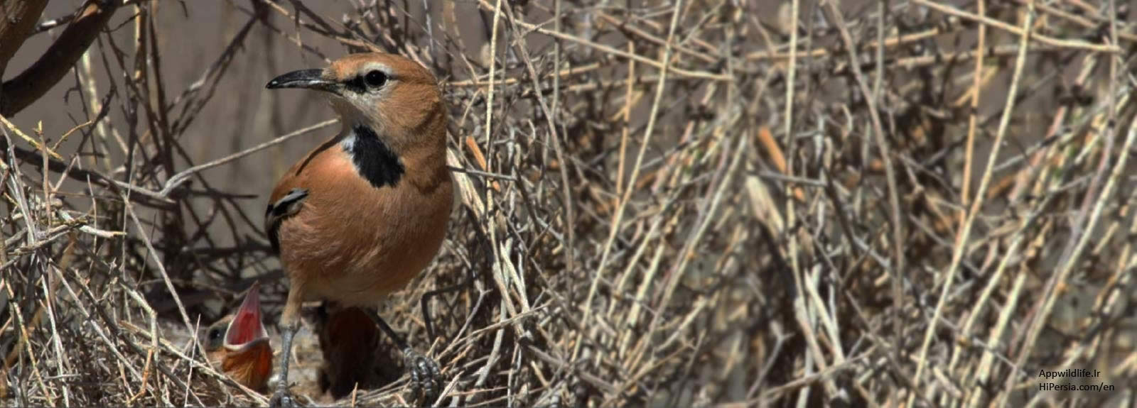 7 Days Birding Tour